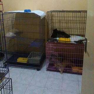 Penitipan Hewan Anjing Kucing Surabaya