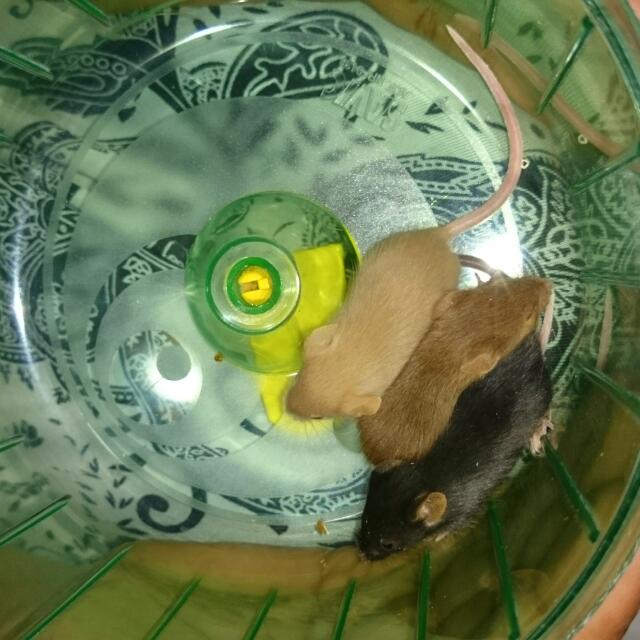 Female Baby Mice Up For Adoption, Pet Supplies, Homes & Other Pet Accessories on Carousell