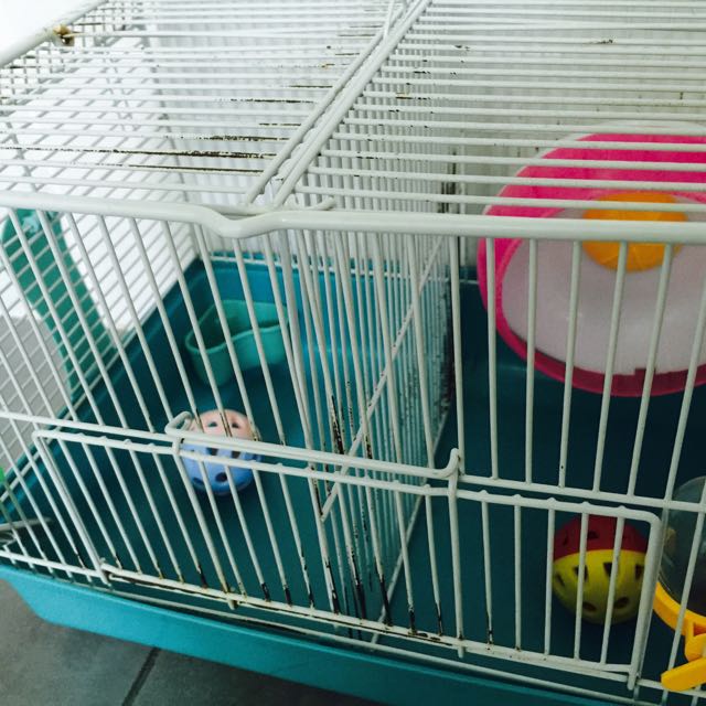 hamster cage divider