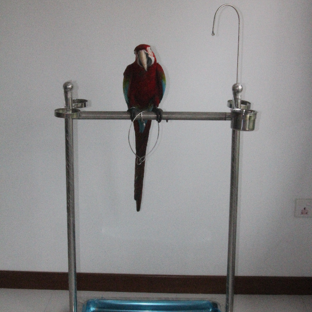 Bird stands hot sale for macaws