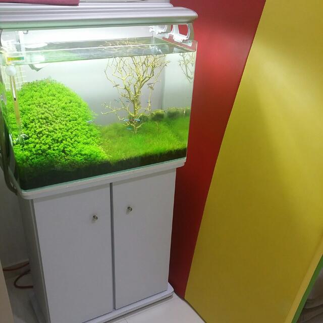 aquarium plant tank setup