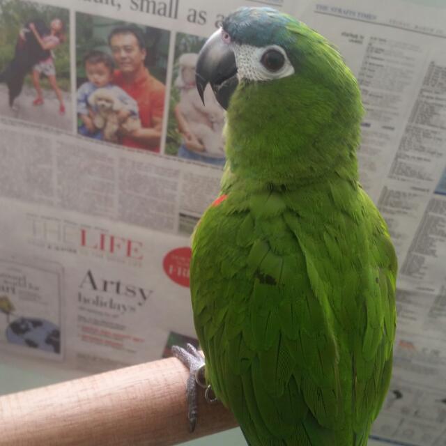 12 Mths Old Hahns Macaw Pet Supplies Homes Other Pet