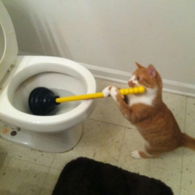(Category: ) located in . Submitted by lokithecat3287 (Listing ID 27292061, Image 1). Description: .