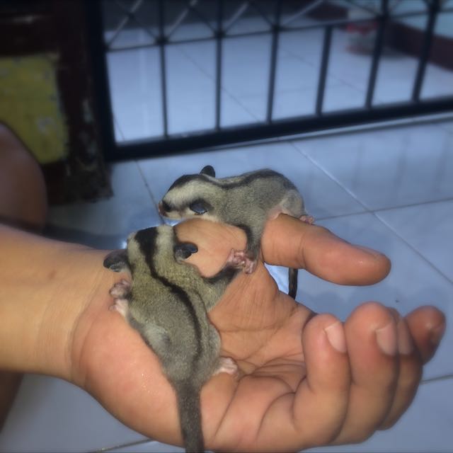 Sugar Glider Joy Grey Perlengkapan Hewan Di Carousell