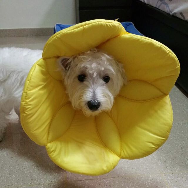 Flower Dog Collar Ecollar, Pet Supplies, Health & Grooming on Carousell