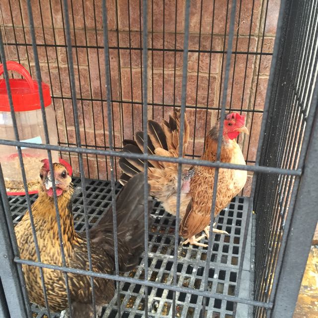 Serama Chicken Cross Batam Chicken Pet Supplies On Carousell