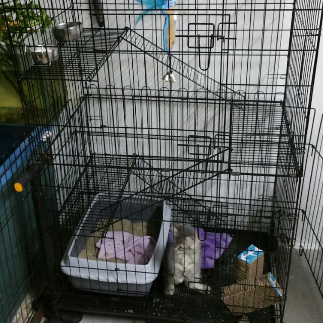 3 Tier Cat Cage For Sale Pet Supplies On Carousell