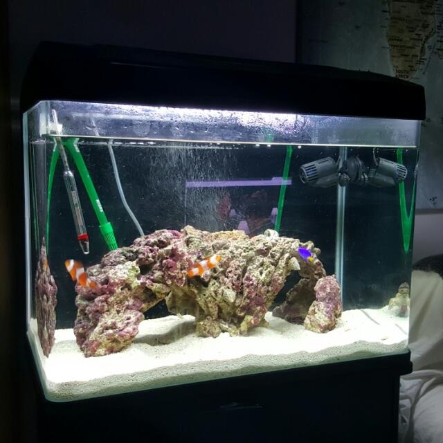 2ft fish tank