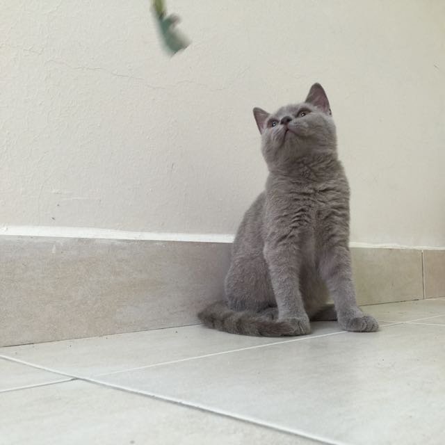 Female British Shorthair Luxury On Carousell