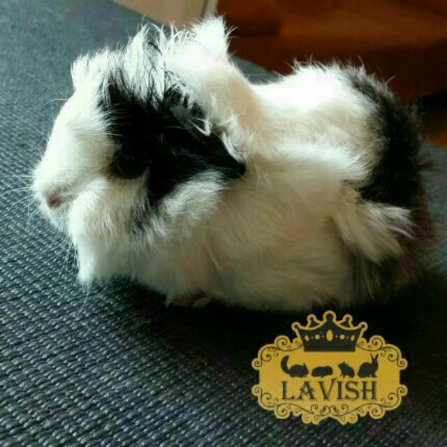 Pet guinea pig for sale cheap