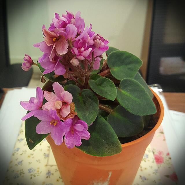 Sakura Pink Miniature African Violets Furniture Home Living Home Decor Other Home Decor On Carousell