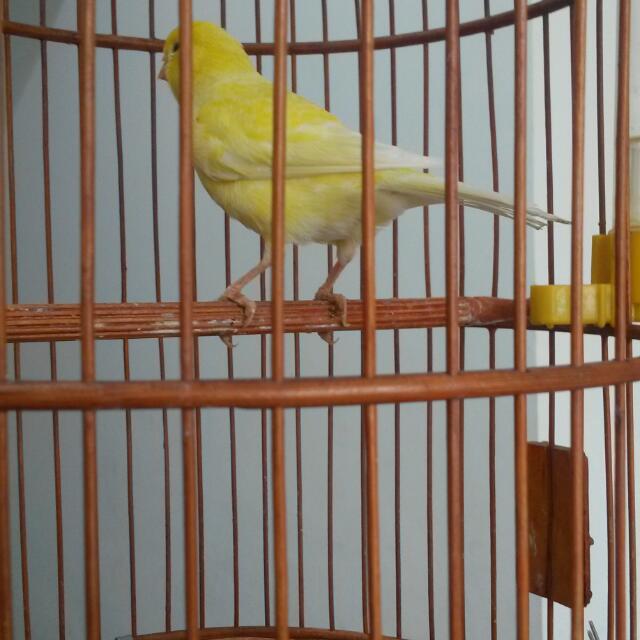 singing canary birds for sale near me