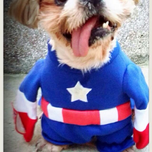 Captain America Costume For Pets Cat Dog Pet Supplies On Carousell