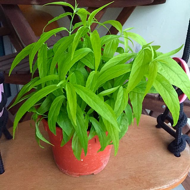 Fresh Pot Of Sabah Snake Grass Or Clinacanthus Nutans Gardening On Carousell