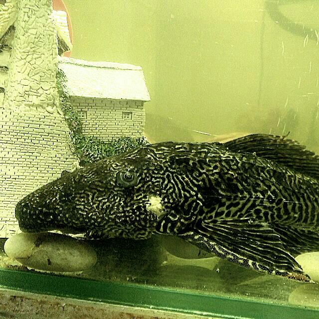 Tank Cleaner Fish (Big)
