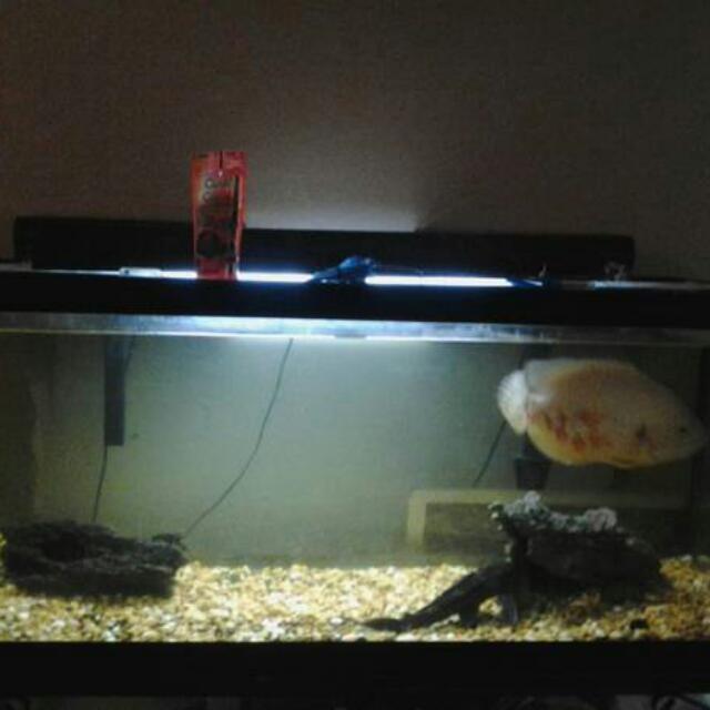 75 Gallon fish tank with 2 Oscar fish and pleco, Pet Supplies on Carousell