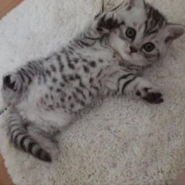 british shorthair sg