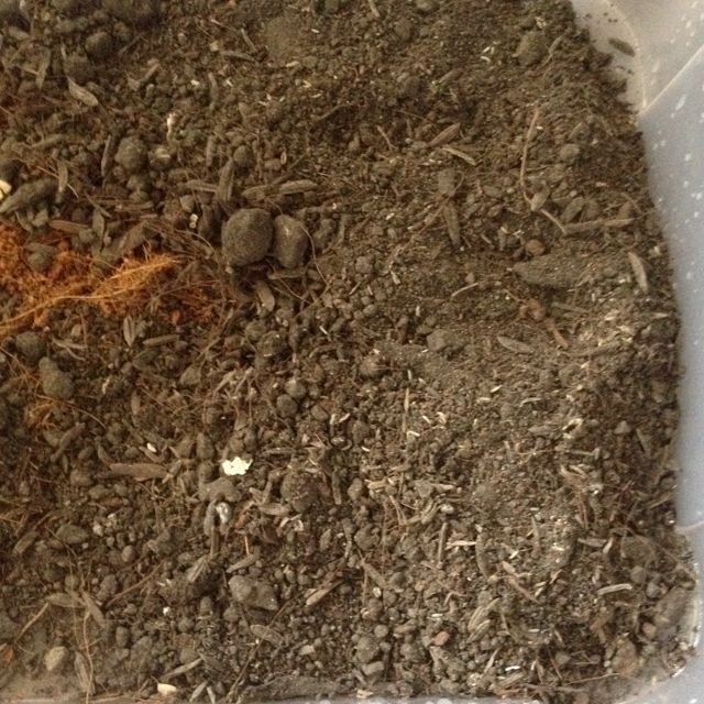 Crickets, Pet Supplies, Homes & Other Pet Accessories on Carousell