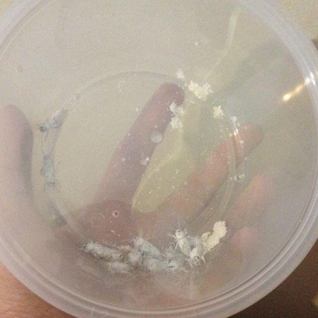 Crickets, Pet Supplies, Homes & Other Pet Accessories on Carousell