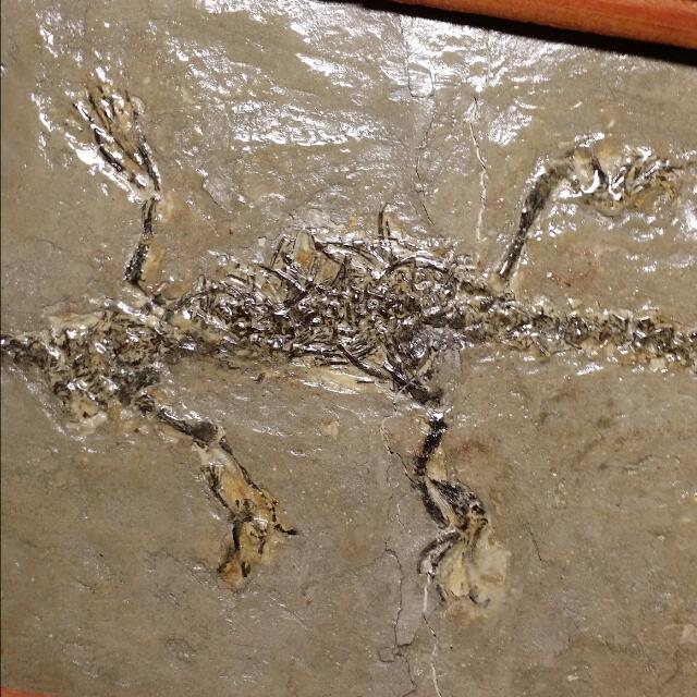 real dinosaur skeleton for sale