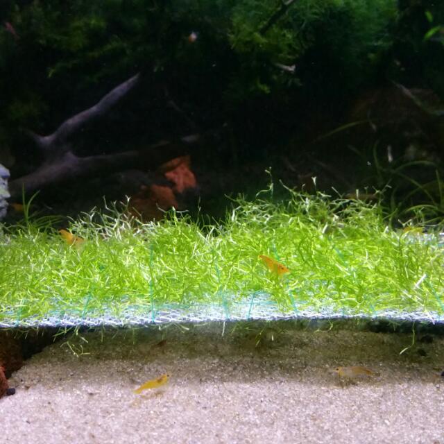 Aquarium Carpet moss on wire mesh, Pet Supplies, Homes & Other Pet