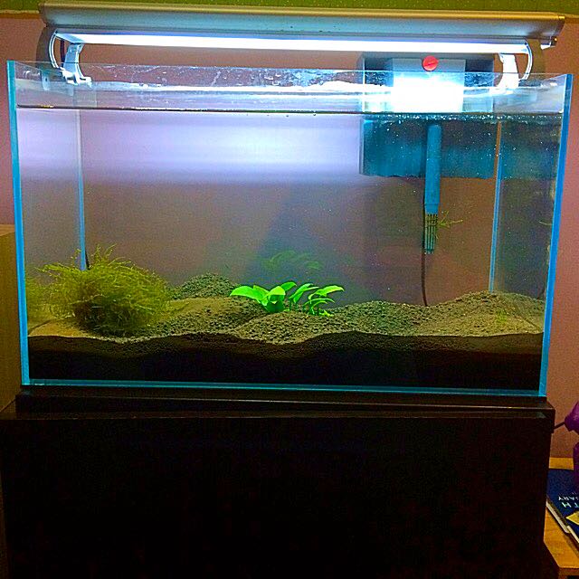 2 feet glass aquarium