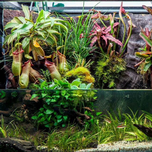 paludarium tank setup