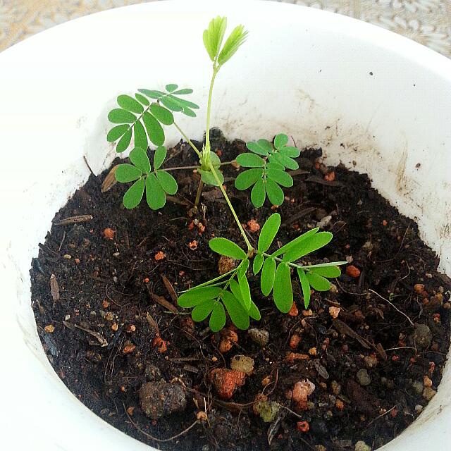 Newly Grow Baby Mimosa Pudica Touch Me Not Plant Babies Kids Bathing Changing Other Baby Bathing Changing Needs On Carousell