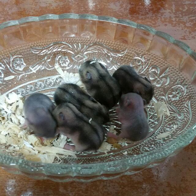 baby hamsters for sale