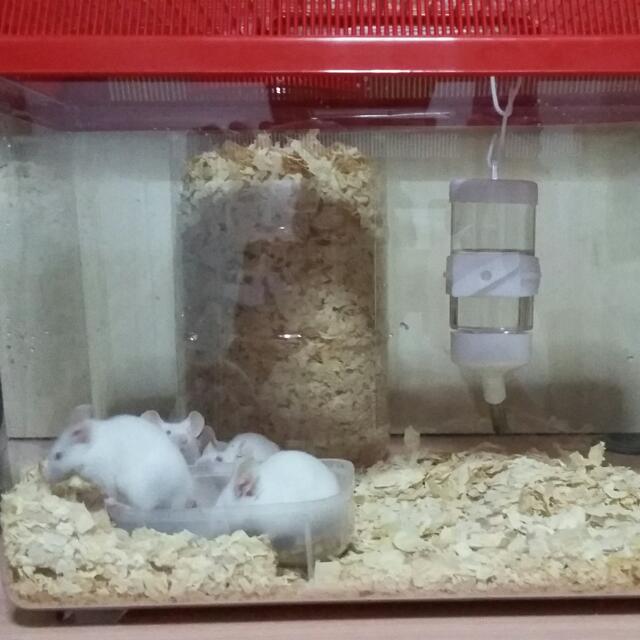 Feeder Mice Plastic Tank Container Plastic Bottle Hamster
