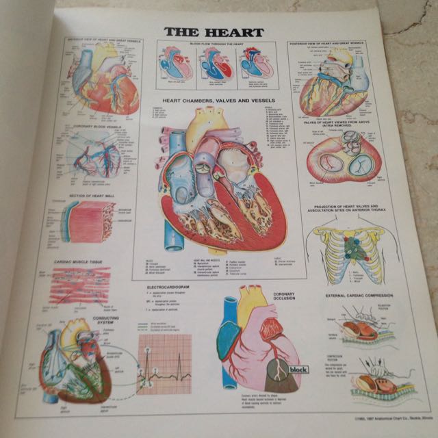 The World S Best Anatomical Charts Book
