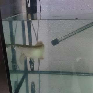 Silver Arowana
