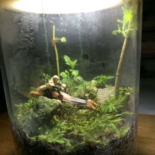 Endor In A Jar Star Wars Themed Moss Garden Men S Fashion On