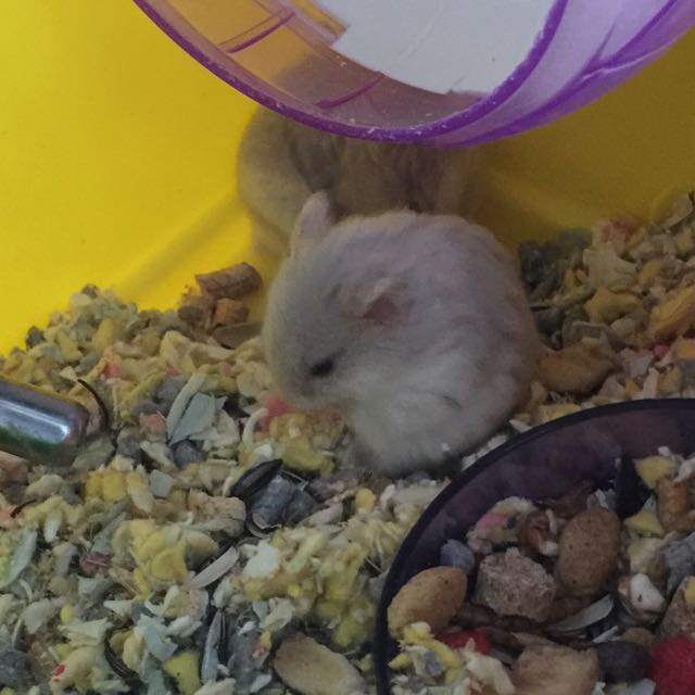 yellow pudding hamster