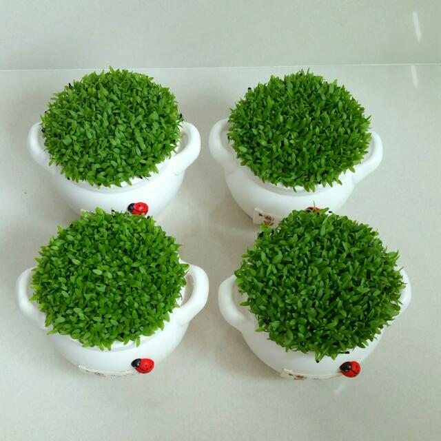 Happy Plant, Birthday Gift, Office Plant, Indoor Plant, Happy