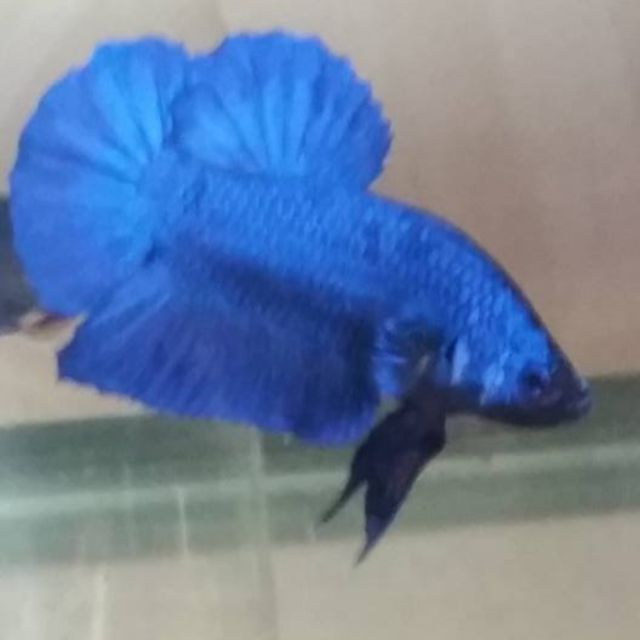 Giant Betta Pet Supplies On Carousell