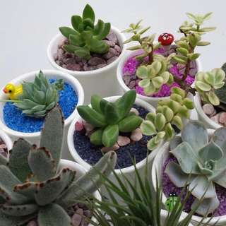 (Category: ) located in . Submitted by urban.cultivar (Listing ID 41705814, Image 1). Description: .