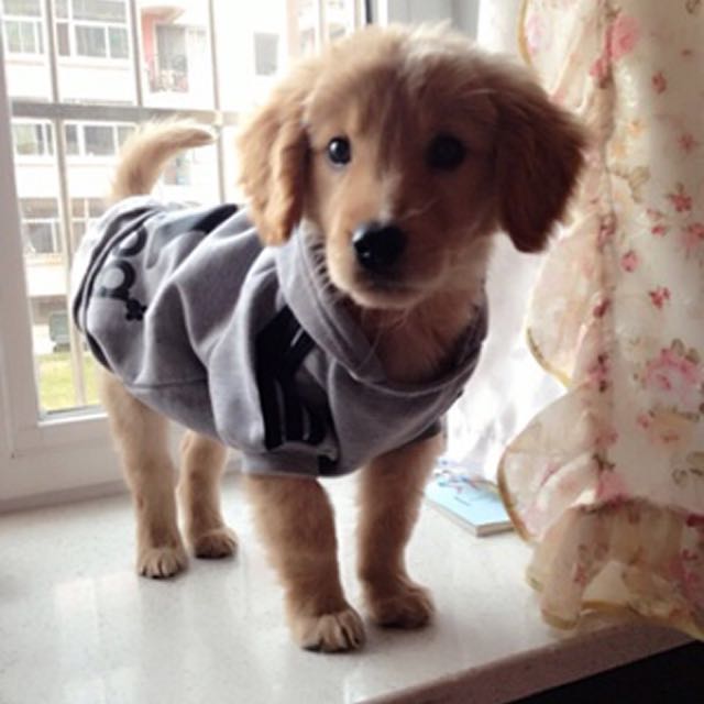 Adidas dog sweater shop