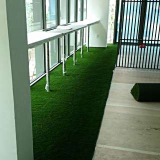 Carpet Grass Latest