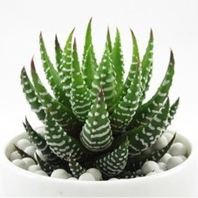 Succulent Collections: Zebra Cactus-Zebra Plant-Haworthia ...