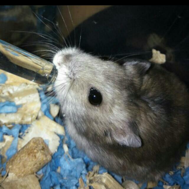 Free Dwarf Winter White Grey Hamster Male Pet Supplies On