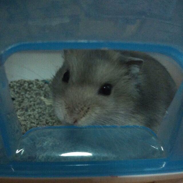 Adopt a hamster on sale for free