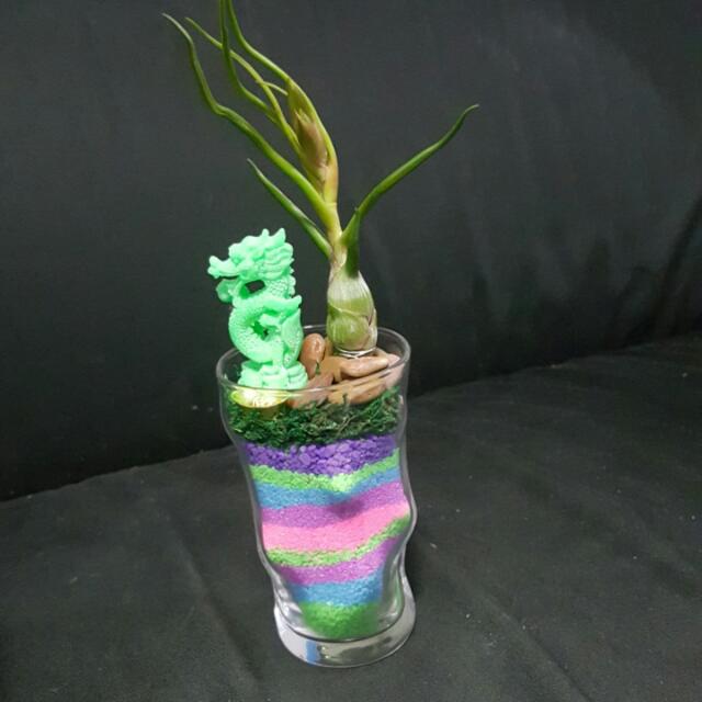 Air Plant Dragon In Rainbow Pot Design Craft On Carousell