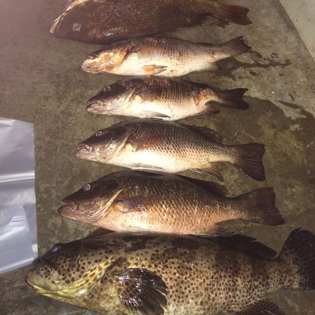 Red Bass Vs Mangrove Jack atelieryuwa.ciao.jp