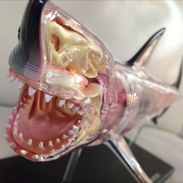 4d vision great discount white shark