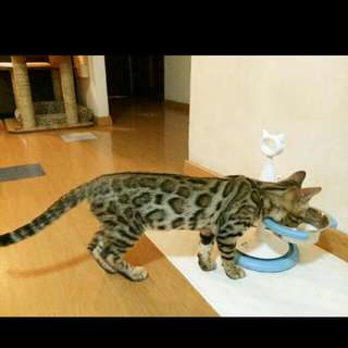 Mini Leopards For Sale