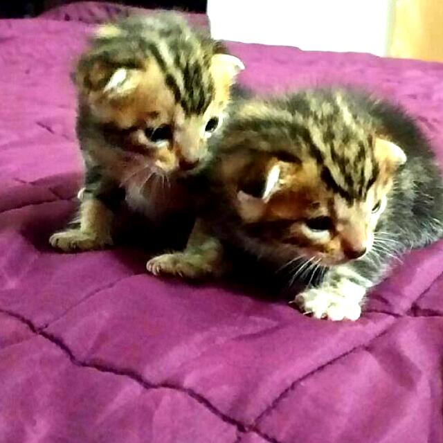 Bengal kittens shop for adoption