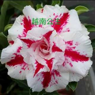 ADENIUM (Desert Rose)