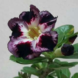 Dessert Rose PURPLE SERIES
