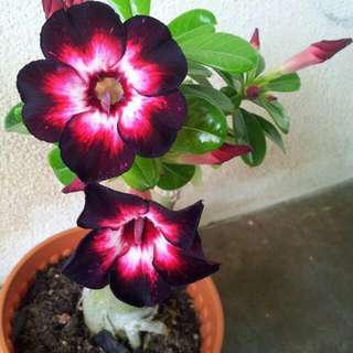 Adenium With Special Colour